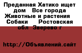 Преданная Хатико ищет дом - Все города Животные и растения » Собаки   . Ростовская обл.,Зверево г.